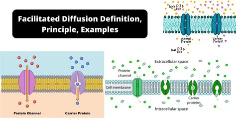 facilitated diffusion examples