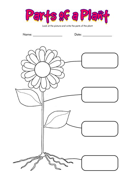 images  plant worksheets  grade  printable plant parts   flower worksheet