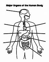 Coloring Pages Body Organs Human Major Coloringsky sketch template