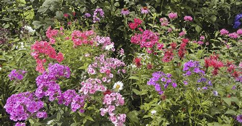 Giardini e si può avere in fiore tutto l'anno a seconda dell'epoca della semina. ÐÐ°ÐºÐ¸Ðµ ÑÐ²ÐµÑÑ ÑÐ°Ð¶Ð°ÑÑ Ð¸ Ð¿ÐµÑÐµÑÐ°Ð¶Ð¸Ð²Ð°ÑÑ Ð¾ÑÐµÐ½ÑÑ | Ð ÑÐ²ÐµÑÐ½Ð¸ÐºÐµ (ÐÐ³Ð¾ÑÐ¾Ð´.ru)