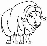 Muskox Coloringall sketch template