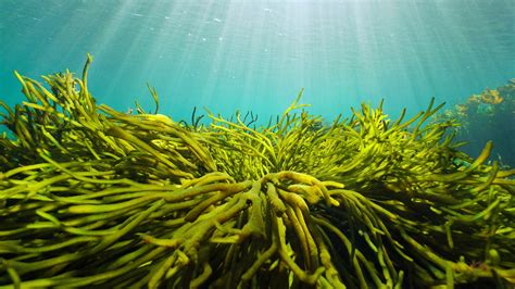 real reason seaweed   sustainable