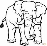 Coloring Elephant Pages Printable sketch template