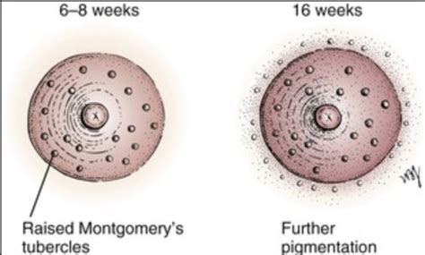 montgomery tubercles areolar glands around nipples at 6 weeks of