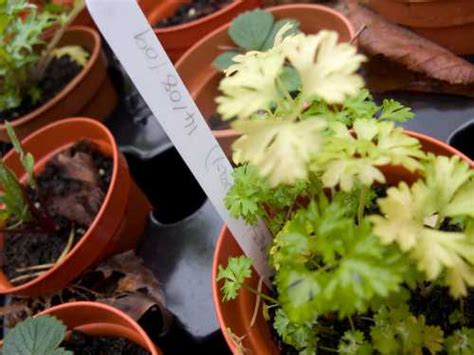 grow parsley  seeds indoors vegetable gardenerx