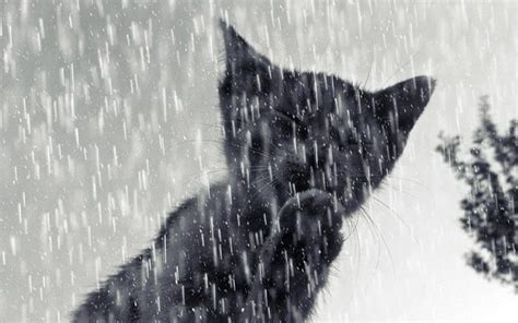 cats    rains tips  tricks  find   cats