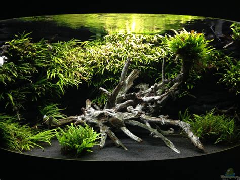 aquarium von ks  juwel trigon