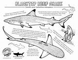 Shark Reef Blacktip Coloring Tip Drawing Choose Board Sheet Visit Pages Tattoos sketch template