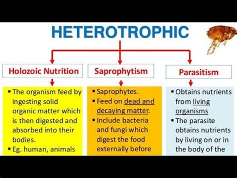 heterotrophic nutrition  mode saprophytic parasitic holozoic nutrition class youtube