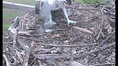 mn arboretum osprey cam  quick fish delivery sept   youtube