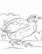Quail Coloring Bobwhite Pages Printable Quails Drawing Categories Getdrawings 480px 92kb sketch template