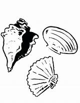 Conch Coloring Pages General Shell Scallop Lee Drawing Getdrawings Getcolorings Dukes Hazzard sketch template