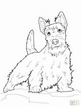 Terrier Coloring Scottish Pages Scottie Dog Boston Dogs Printable Drawings Yorkshire Color Highland Line Terriers West Pyrenees Great Colouring Drawing sketch template