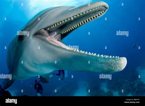 dolphin teeth  res stock photography  images alamy