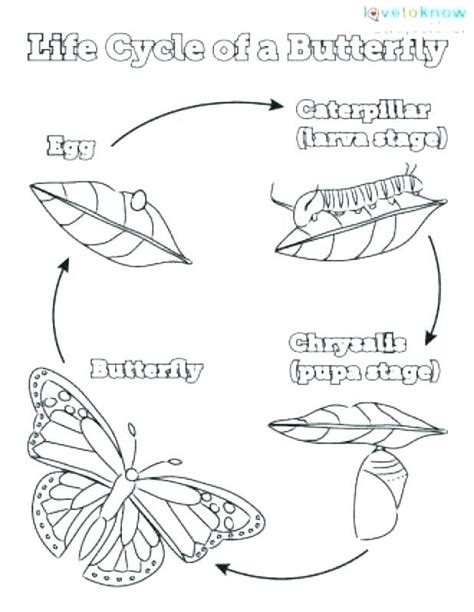related image butterfly life cycle life cycles butterfly coloring page