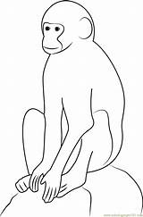 Vervet Langur Mammals Monkeys Coloringpages101 sketch template