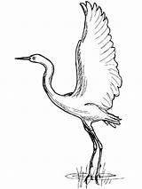 Pages Coloring Crane Birds Cranes sketch template