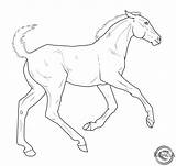 Coloring Lineart Foal Foals Horses sketch template