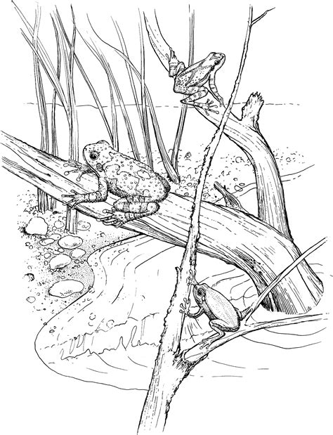 frog coloring pages frog coloring pages detailed coloring pages