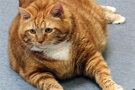 Guylene Roy S Fat Cat Euthanized Charges Laid