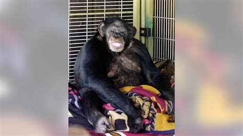 chimpanzee attack revives calls for federal primate law fox news