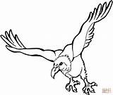 Colorear Buitre Volando Vulture sketch template