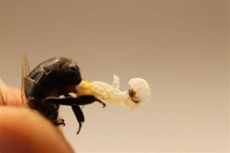 20 Amazing Things You Didn T Know About Bees