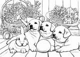 Puppies Coloring Adult Printable Favoreads sketch template