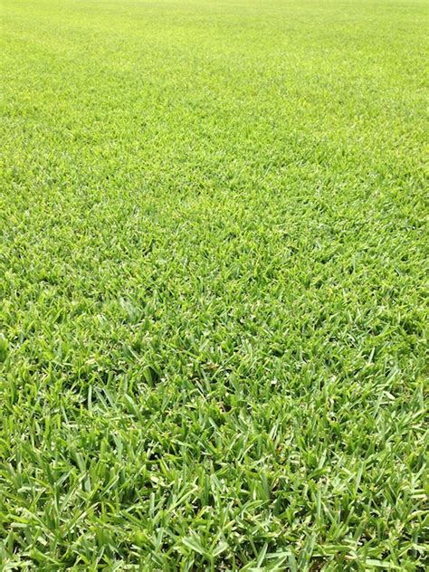 St Augustine Grass Sod Types Pearland Houston Grass