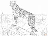 Gepard Ausmalbilder Cheetah Ghepardo Colorare Disegni Kolorowanka Kolorowanki Wydruku Beobachtet Beute Seine Prey Colouring Zeichnen Cheetahs Tiere sketch template
