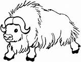 Buffalo Coloring Pages Water Bison Yak Animals Wildlife sketch template