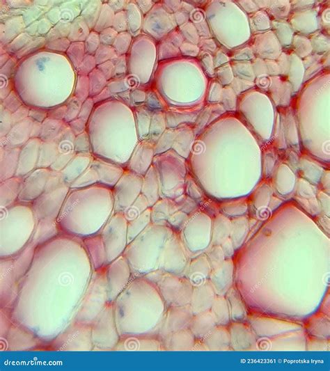 inductief xylem en filem van microscopische fotografie van de secundaire wortelstructuur stock