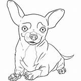 Pages Chihuahuas Perros Hunde Pintar Chiwawa Disegno Pugs Ausmalen Colorare Azcoloring sketch template