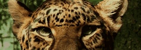 Leopard Eyes S Find And Share On Giphy