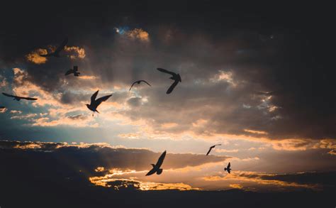 flock  birds flying  sky  sunset  stock photo