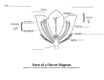 parts   flower diagram blank hanenhuusholli