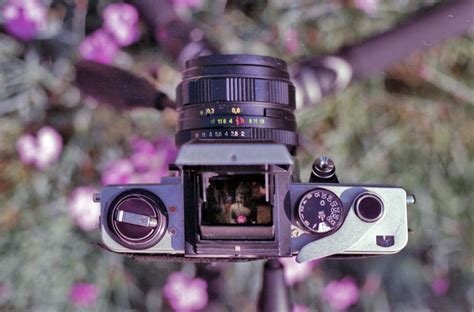 gratis afbeeldingen fotografie bloem purper roze reflex camera digitale camera fotograaf