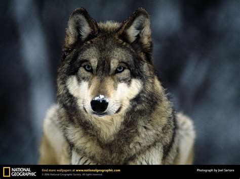 grey wolf   snow wolves wallpaper  fanpop