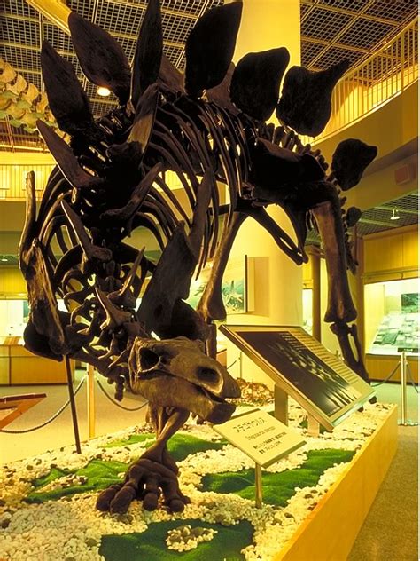地球生命の進化 ジュラ紀 東北大学総合学術博物館 ギャラリー