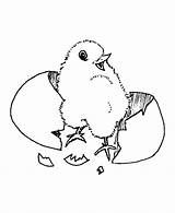 Coloring Chicken Baby Easter Pages Chick Cute Chicks Sheet Animal Kids Drawing Printable Egg Cartoon Library Ages Books Clip Hatching sketch template