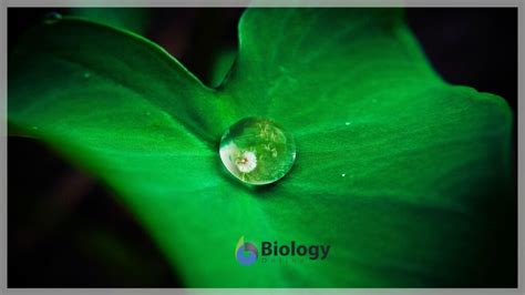 hydrophobic definition  examples biology  dictionary