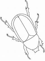Beetle Coloring Insekten Escarabajo Ausmalen Malvorlage Owady Scarabee Insectes Kolorowanki Rinoceronte Lightupyourbrain Robaki Insect Malvorlagen Colorare Insetti Dzieci Dessins Freecoloringpages sketch template