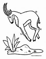 Antelope Coloring sketch template