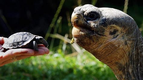 waarom een schildpad honderden jaren ouder wordt  een fruitvlieg rtl nieuws