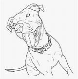 Coloring Pitbull Pages Nose Blue Bull Drawn Clipart Clipartkey sketch template