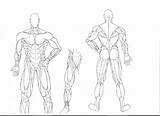 Coloring Muscle Human Anatomy Muscles Pages Muscular System Drawing Body Diagram Blank Arm Draw Book Template Line Getdrawings Sketch Label sketch template