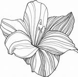 Sampaguita Drawing Flower Paintingvalley Drawings Outline sketch template