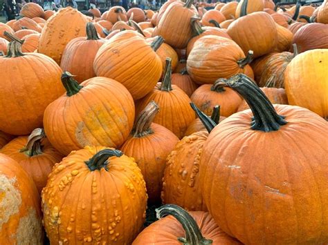 Here Are The Grayslake Area Pumpkin Patches To Visit In 2022