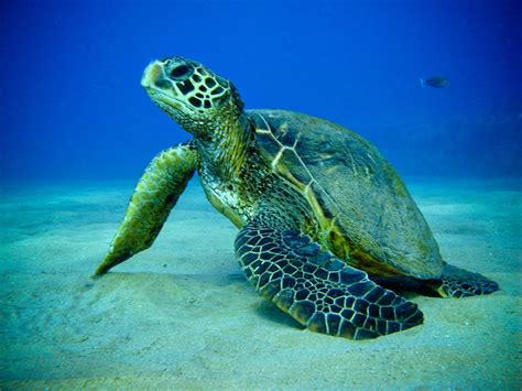endangered sea turtles list facts deepoceanfactscom