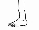 Ankle Coloring Coloringcrew sketch template